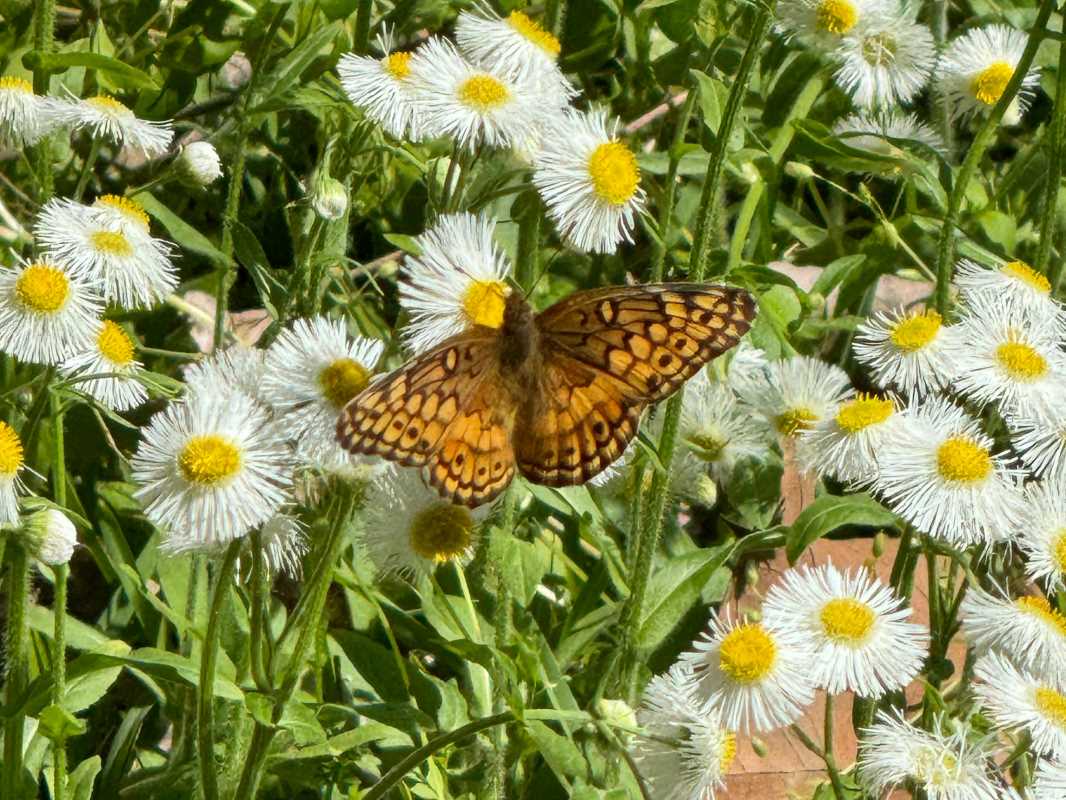 Low-Maintenance Flowers for Busy Gardeners